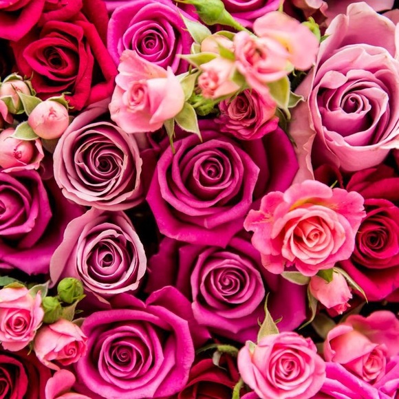 Meet your Posher, Nisa - Picture 1 of 1